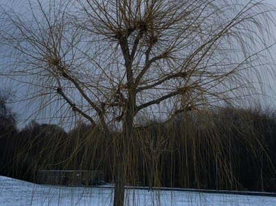 Beskæring af grene - før